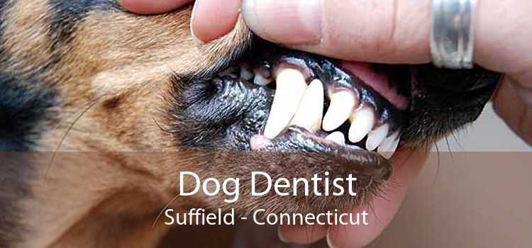 Dog Dentist Suffield - Connecticut