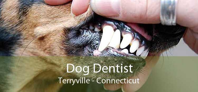 Dog Dentist Terryville - Connecticut