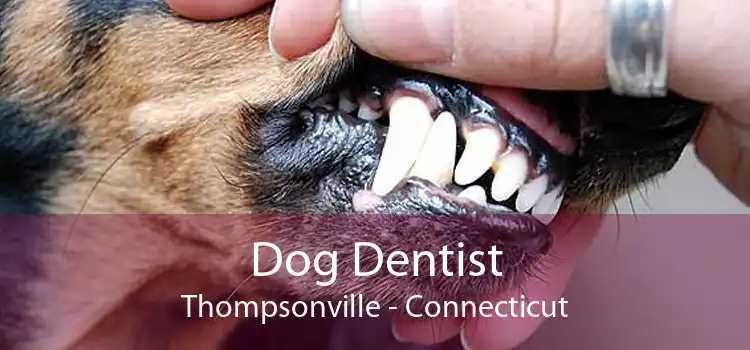 Dog Dentist Thompsonville - Connecticut