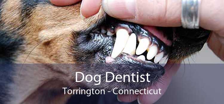 Dog Dentist Torrington - Connecticut