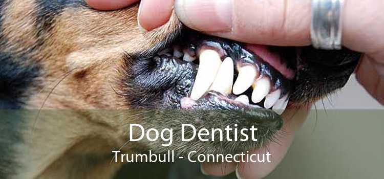 Dog Dentist Trumbull - Connecticut