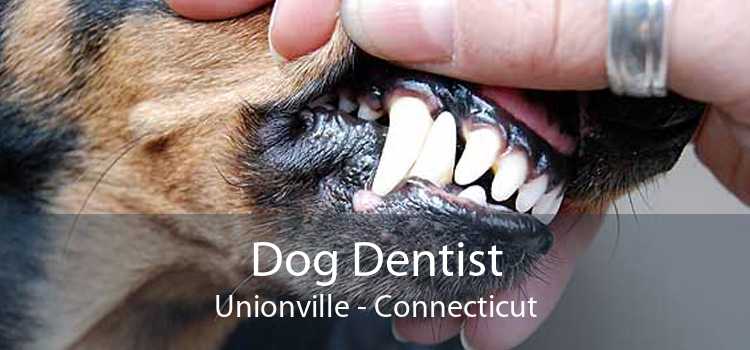 Dog Dentist Unionville - Connecticut