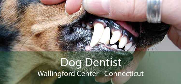 Dog Dentist Wallingford Center - Connecticut