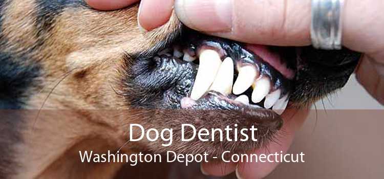 Dog Dentist Washington Depot - Connecticut
