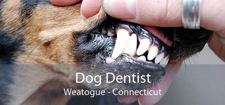 Dog Dentist Weatogue - Connecticut