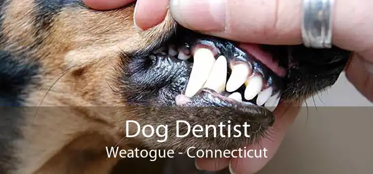 Dog Dentist Weatogue - Connecticut