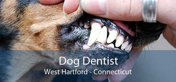 Dog Dentist West Hartford - Connecticut