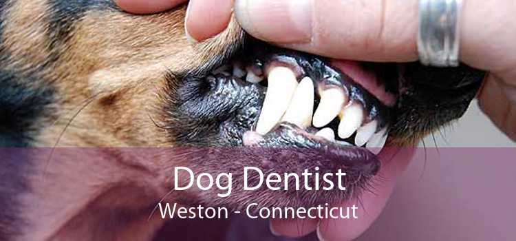 Dog Dentist Weston - Connecticut