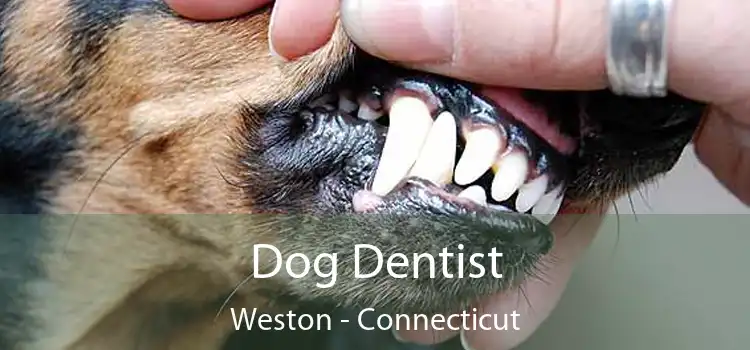 Dog Dentist Weston - Connecticut