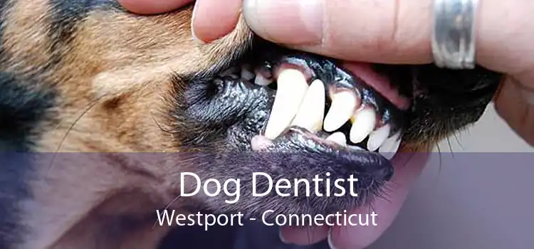 Dog Dentist Westport - Connecticut
