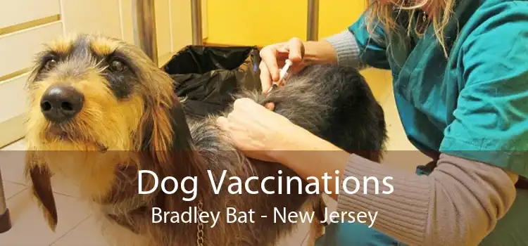 Dog Vaccinations Bradley Bat - New Jersey