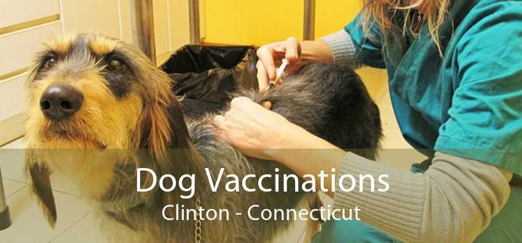 Dog Vaccinations Clinton - Connecticut