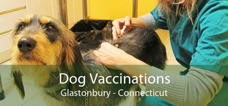 Dog Vaccinations Glastonbury - Connecticut