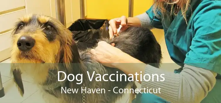 Dog Vaccinations New Haven - Connecticut