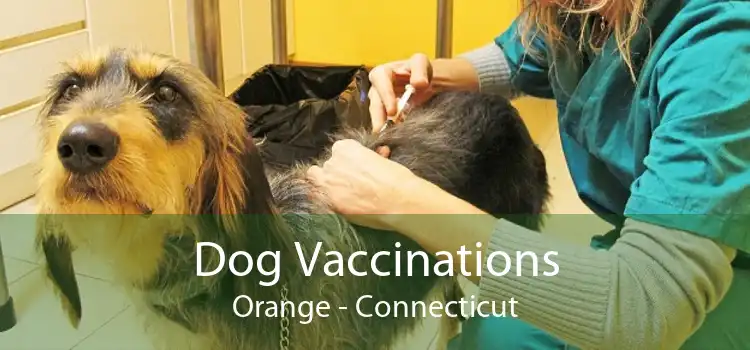 Dog Vaccinations Orange - Connecticut