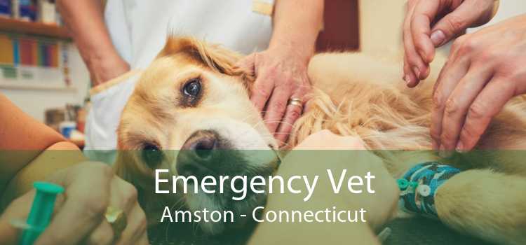Emergency Vet Amston - Connecticut