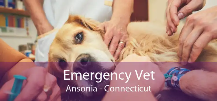 Emergency Vet Ansonia - Connecticut