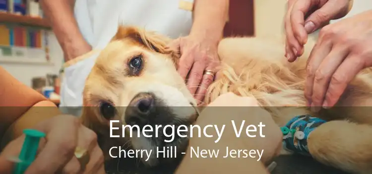 Emergency Vet Cherry Hill - New Jersey