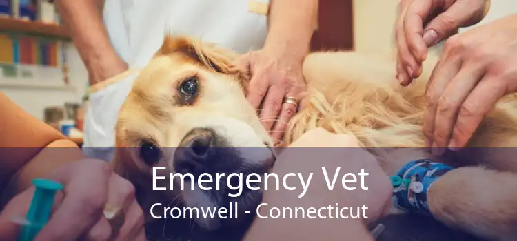Emergency Vet Cromwell - Connecticut