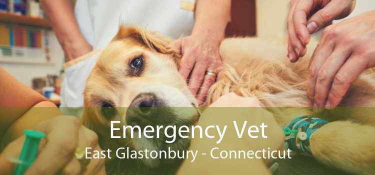 Emergency Vet East Glastonbury - Connecticut