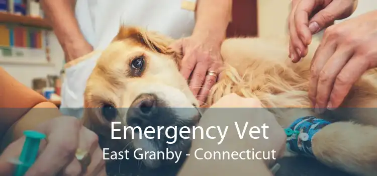 Emergency Vet East Granby - Connecticut