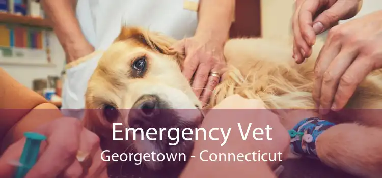 Emergency Vet Georgetown - Connecticut
