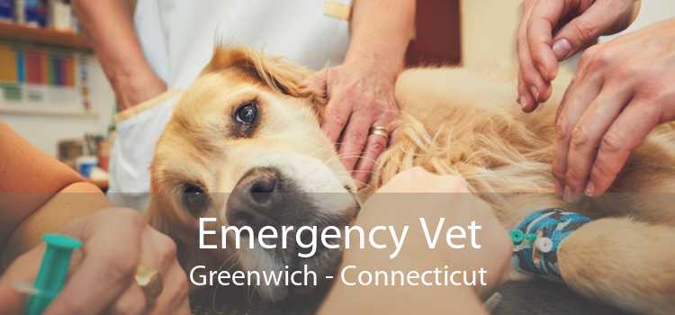 Emergency Vet Greenwich - Connecticut