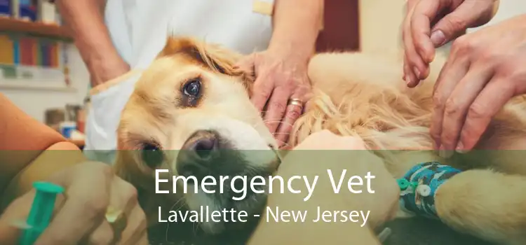 Emergency Vet Lavallette - New Jersey