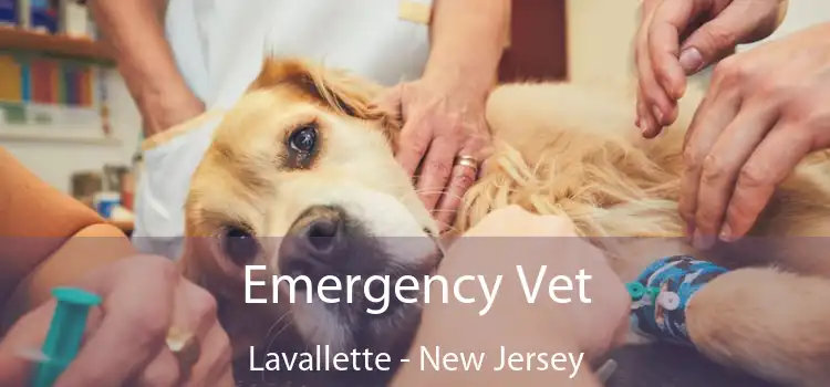 Emergency Vet Lavallette - New Jersey