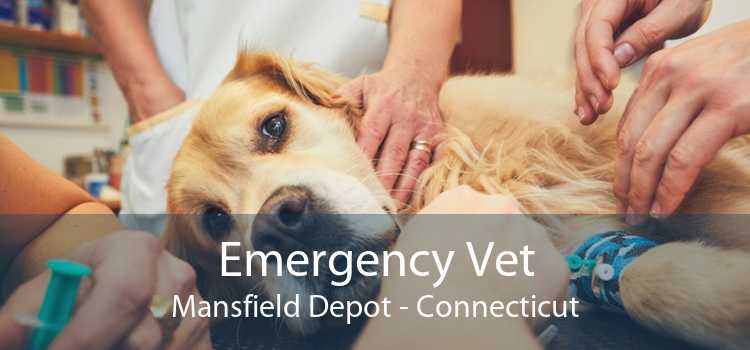 Emergency Vet Mansfield Depot - Connecticut