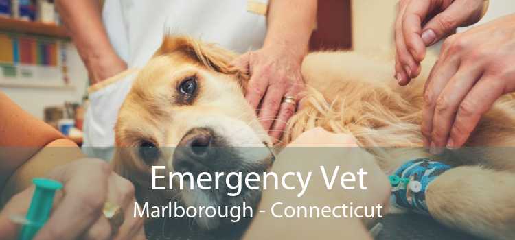 Emergency Vet Marlborough - Connecticut