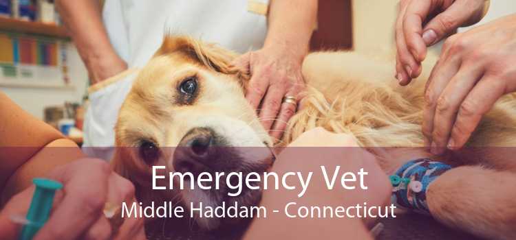 Emergency Vet Middle Haddam - Connecticut
