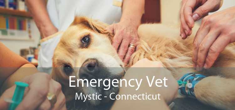 Emergency Vet Mystic - Connecticut