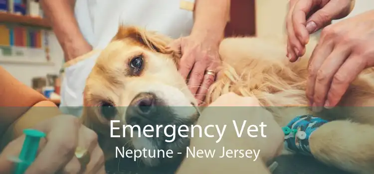 Emergency Vet Neptune - New Jersey