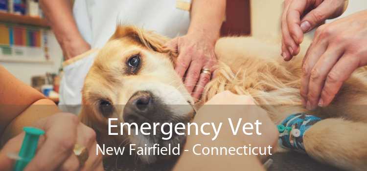 Emergency Vet New Fairfield - Connecticut