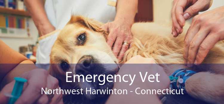 Emergency Vet Northwest Harwinton - Connecticut