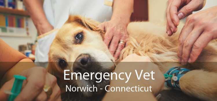 Emergency Vet Norwich - Connecticut