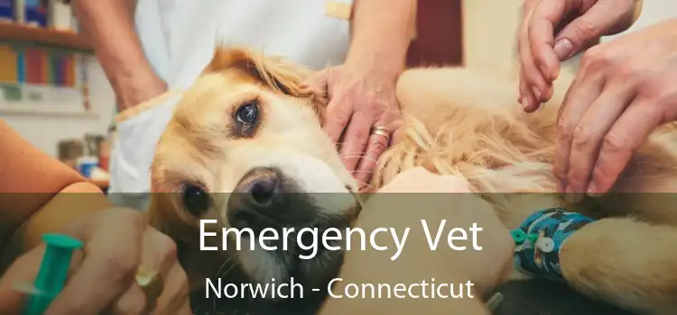 Emergency Vet Norwich - Connecticut