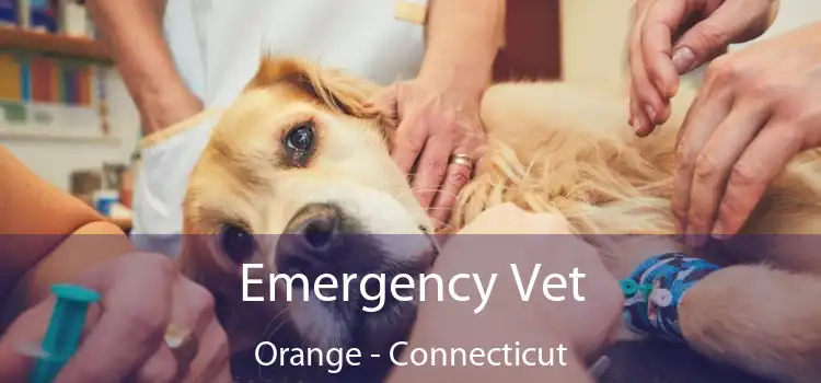 Emergency Vet Orange - Connecticut