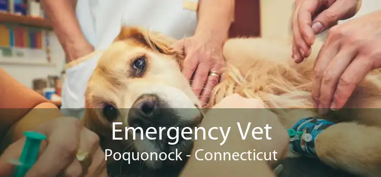 Emergency Vet Poquonock - Connecticut