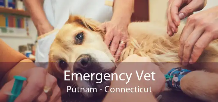 Emergency Vet Putnam - Connecticut