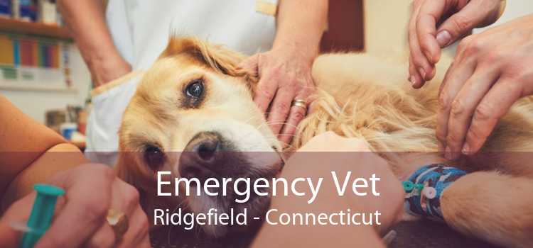 Emergency Vet Ridgefield - Connecticut