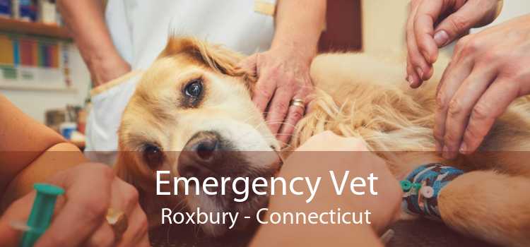 Emergency Vet Roxbury - Connecticut