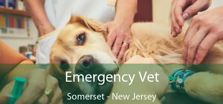 Emergency Vet Somerset - New Jersey