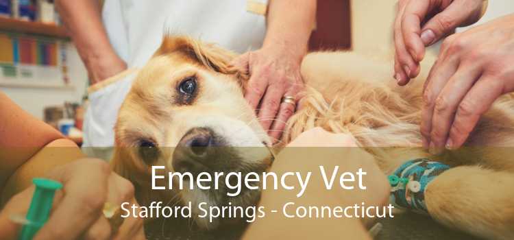 Emergency Vet Stafford Springs - Connecticut
