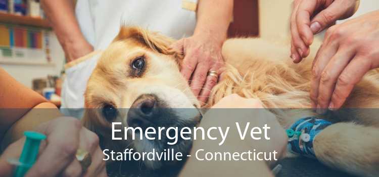 Emergency Vet Staffordville - Connecticut