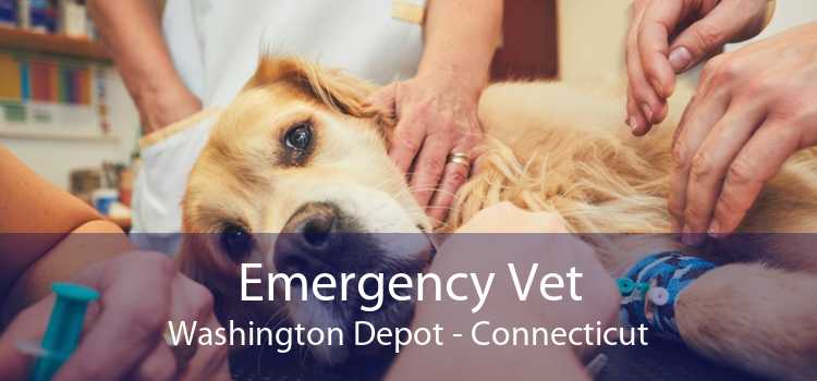Emergency Vet Washington Depot - Connecticut