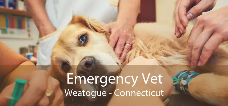Emergency Vet Weatogue - Connecticut