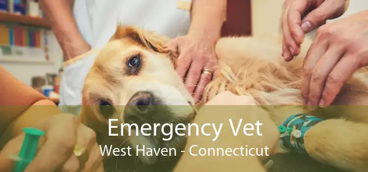 Emergency Vet West Haven - Connecticut