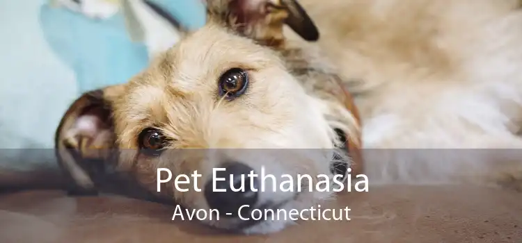 Pet Euthanasia Avon - Connecticut